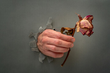 Hand with a faded rose through a grey paper hole
