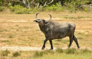 Asian water buffalo (Bubalus bubalus) Srí Lanka
