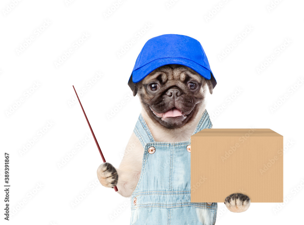 Poster Pug puppy wearing a blue cap  and overalls holds big box and points away on empty space. Delivery concept. Isolated on white background