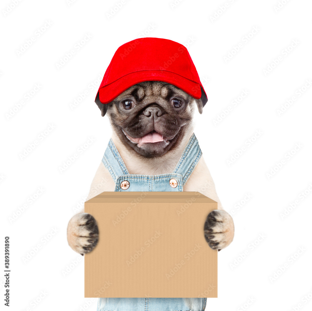 Poster pug puppy wearing a red cap and overalls holds big box. isolated on white background