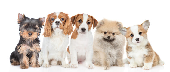 Obraz premium Big group of puppies sitting together. Isolated on white background