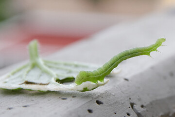 green caterpillar eating an incense leaf