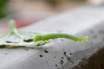 green caterpillar eating an incense leaf
