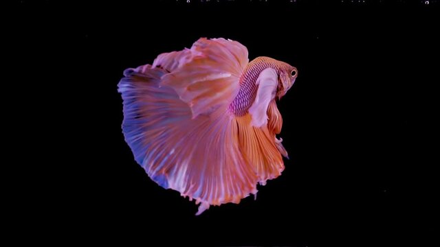 The colorful Siamese Elephant Ear Fighting Fish Betta Splendens, also known as Thai Fighting Fish or betta, is a species in the gourami family which is popular as an aquarium fish in super slow motion
