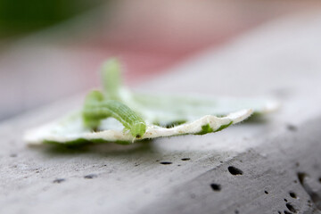 green caterpillar eating an incense leaf