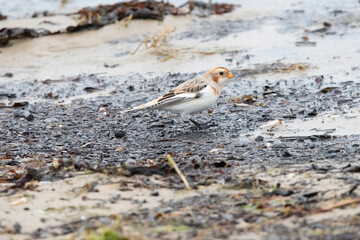 Snow Bunting on Texel in the Netherlands.