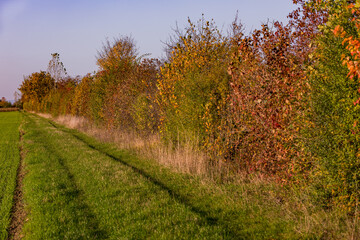 Naklejka premium Herbstliche Stimmung mit einem grünen Acker und einem Blühstreifen mit vielen bunt gefärbten Blättern vor blauem Himmel