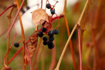 Autumn background, dark blue wild berries grapes and dry leaves