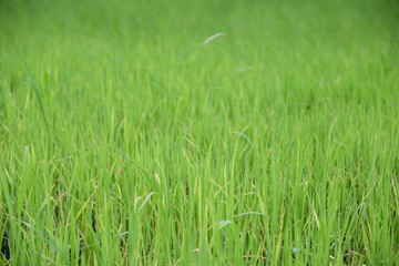 green rice field grow in paddy farm in summer season