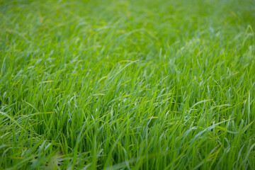 green rice field grow in paddy farm in summer season