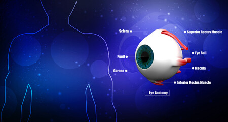 3d rendering Human eye structure