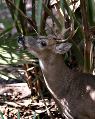 Deer Photo Stock. Deer head close-up view, antlers, ears, eyes, nose, in its environment and habitat with a foliage background basking in sunlight. Image. Picture.