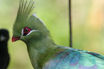 The Livingstone's turaco (Tauraco livingstonii) is a species of bird in the family Musophagidae. 
It is distributed through the subtropical lowlands of southeastern Africa.