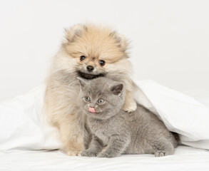 Obraz premium Pomeranian spitz puppy hugs gray kitten sit together under warm blanket on a bed at home