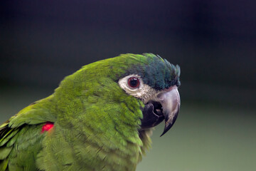 The red-shouldered macaw (Diopsittaca nobilis) is a small green South American parrot, a member of a large group of Neotropical parrots called macaws.
It is named for the red coverts on its wings.