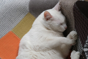 Fototapeta na wymiar top view of one white cat sleeping on chair