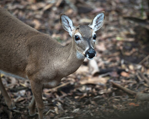Deer Stock Photos. Deer Florida Key Deer head close-up head view displaying head, ears, eyes, nose, in its environment and habitat with a blur background. Image. Picture. Portrait.