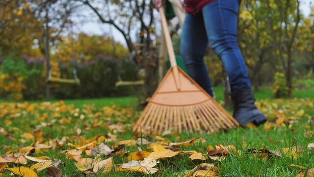 Collect autumn leaves with a rake, work in the garden