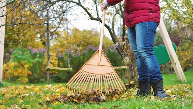 Collect autumn leaves with a rake, work in the garden