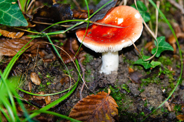 fungo rosso isolato nel bosco