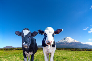 青空と富士山を背景にした、緑の牧場の仔牛