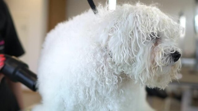 Woman dries dog with hair dryer in grooming salon.