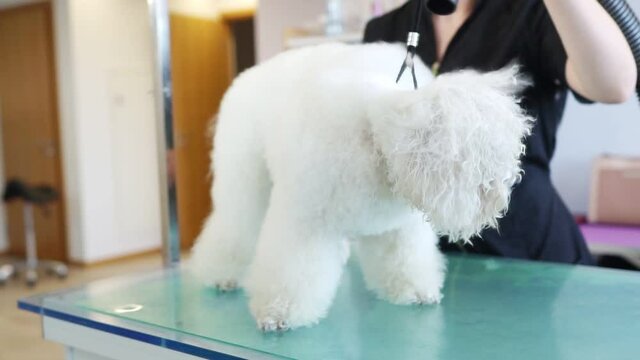 Woman dries dog with hair dryer in grooming salon.