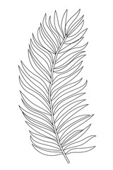 Hand drawn branches botanical vector illustration. Black outline tropical leaf isolated on white background.
