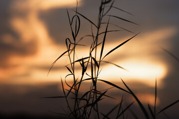 Dark grass leaves in front of blurry sunset sky