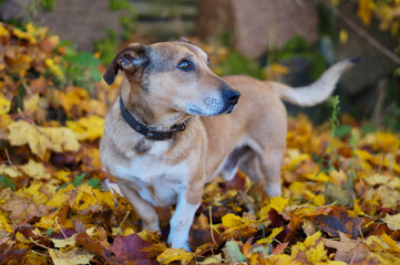 Autumn Dog