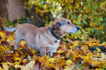 Fototapeta Autumn Dog obraz