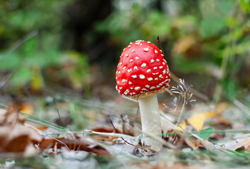 beautiful though not edible mushroom fly agaric with a round red speckled cap