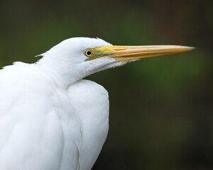 Great White Egret Stock Photo. Great White Egret head close-up with a blur background  in its environment and habitat looking to the right side. Image. Picture. Portrait.