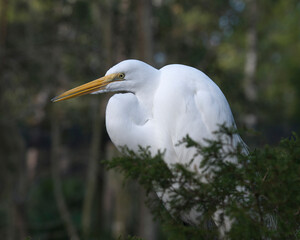 Great White Egret Stock Photo. Great White Egret head close-up, with a blur background in its environment and habitat looking to the left side. Image. Picture. Portrait.