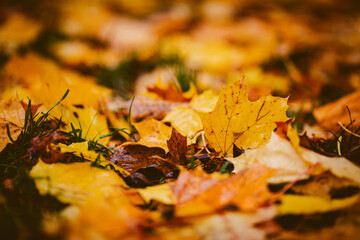 wet fallen autumn leaves on the ground