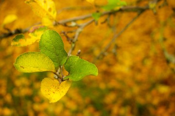 multiple colorful leafs on a branch, fall