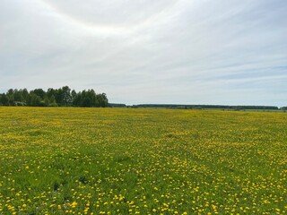 Fototapeta na wymiar field of dandelions