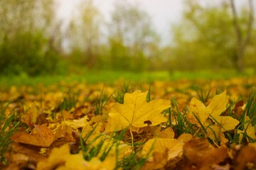 multiple leafs on the ground, fall