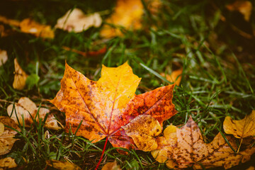 wet fallen autumn leaves on the ground