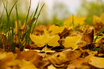multiple leafs on the ground, fall
