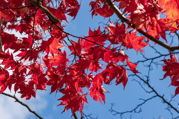Tourist destination in Japan　Autumn leaves　