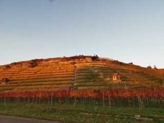 Autumn day with sun in the  vineyards of Stuttgart