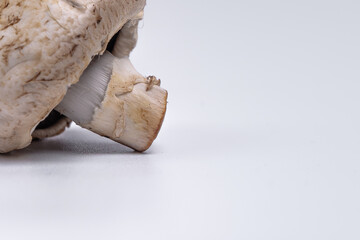 Mushroom Button isolated in white background