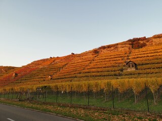Small farming house at the colorfull vineyard during sunset at the neckar in Stuttgart