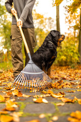 Mit dem Rechen im Herbst viele Blätter zusammen fegen kehren aufräumen