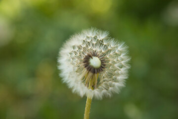 Seedhead of a dandelion