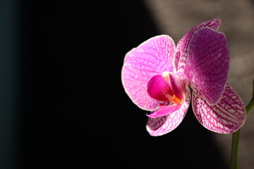 pink orchid on black background, spring