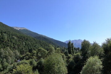 trees in the mountains