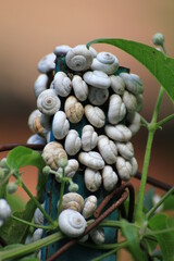 La famille escargots