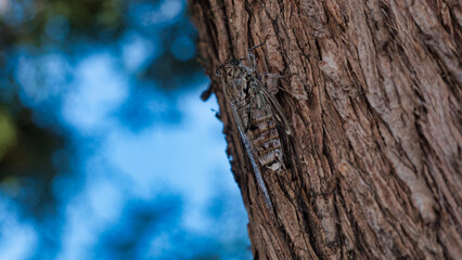 Cicadas In a tree